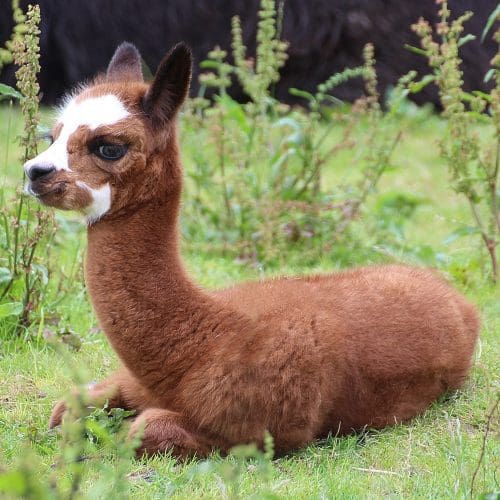 alpaca-1545436_1920