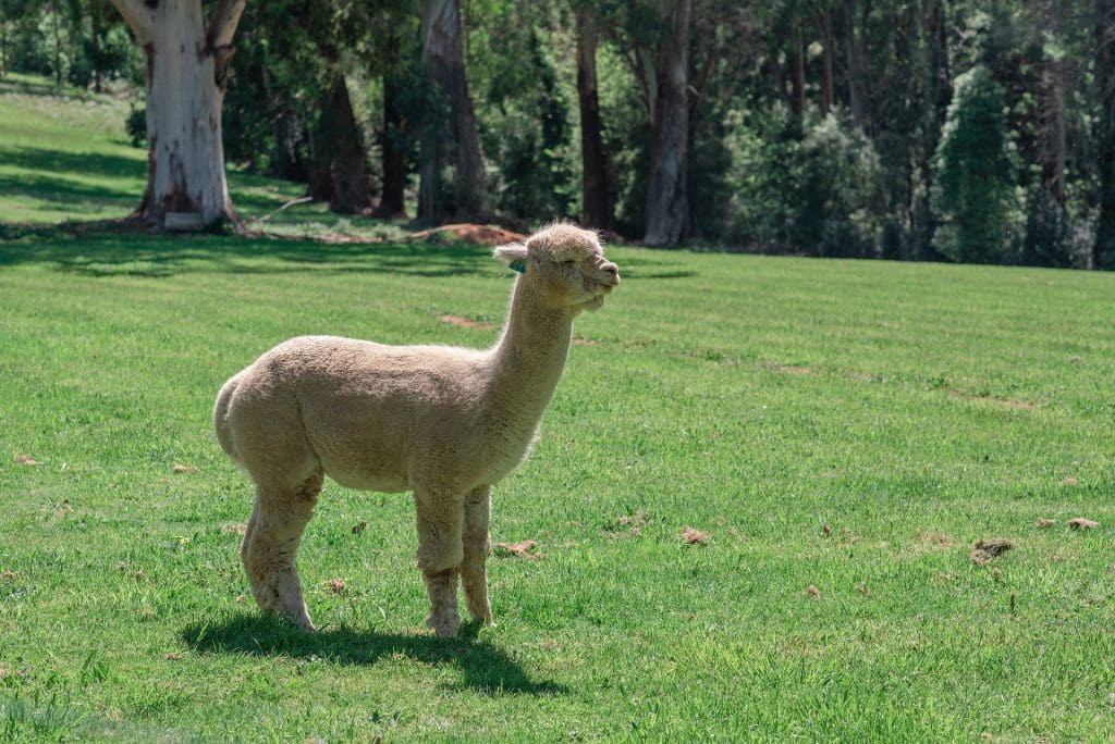 alpaca-4573565_1920