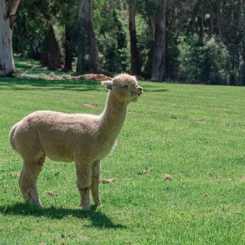 alpaca-4573565_1920