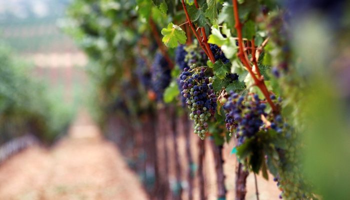 Vinyard photographed with soft qualities.